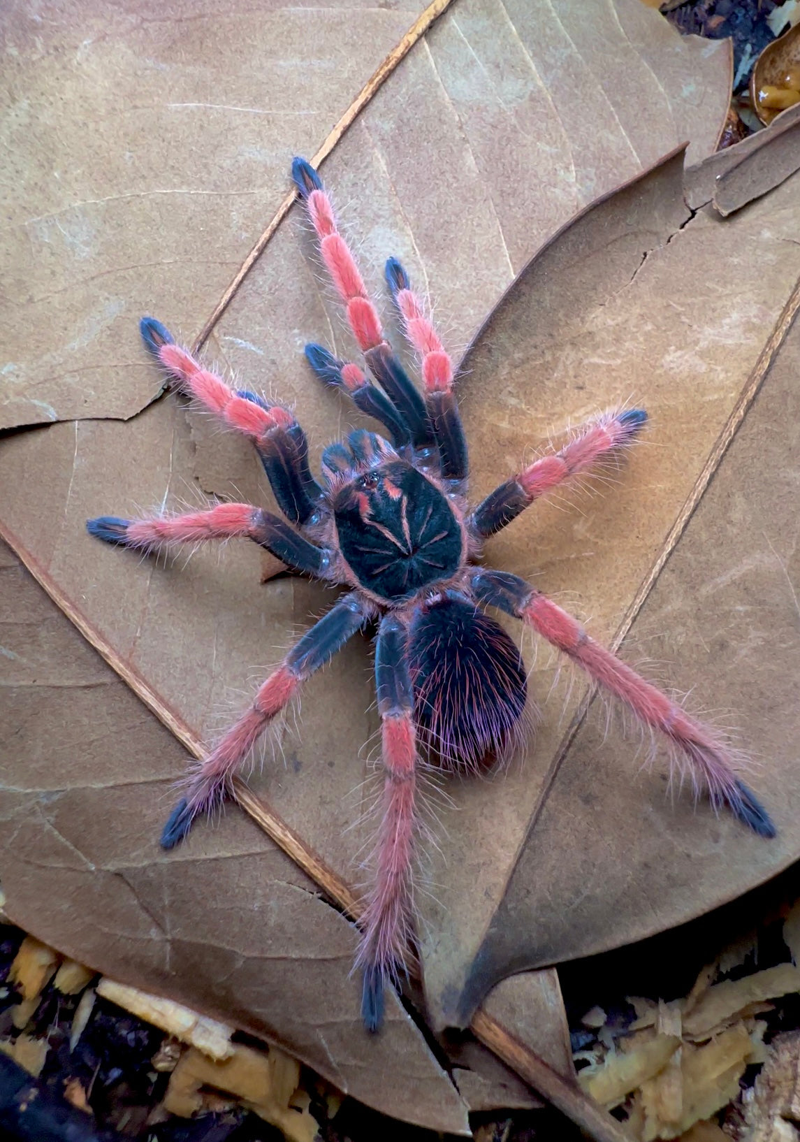 Tarantulas For Sale – Page 5 – Westside Tarantulas