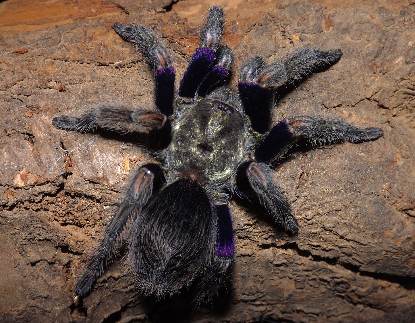 Chilean Blue Femur tarantula full grown female close up