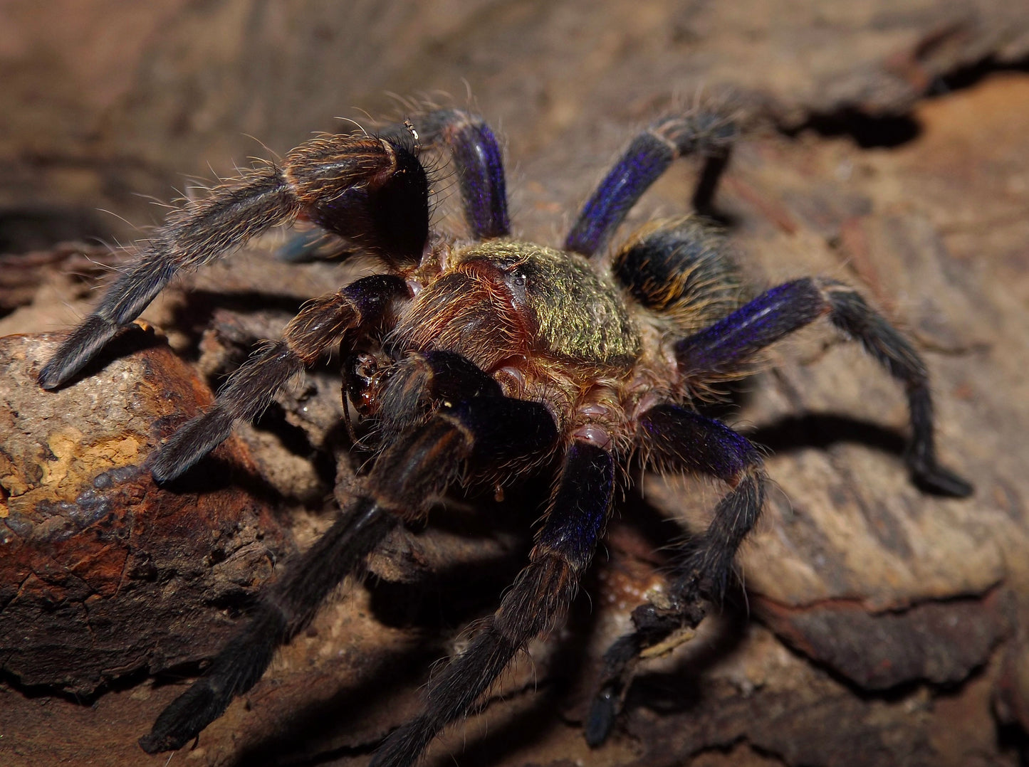 Chilean Blue Femur 4 inch female tarantula front side. Eating dubia roach