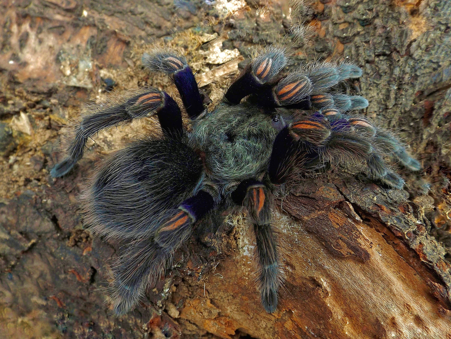 Adult female Euathlus truculentus side shot on tree bark