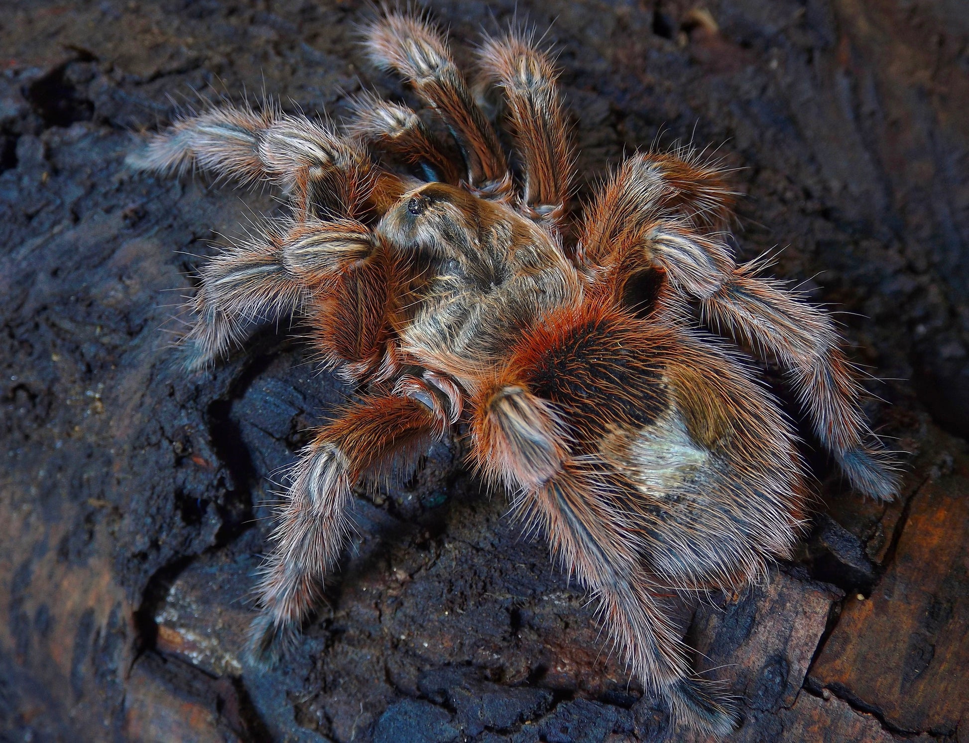 Euathlus Manicata Gold adult female