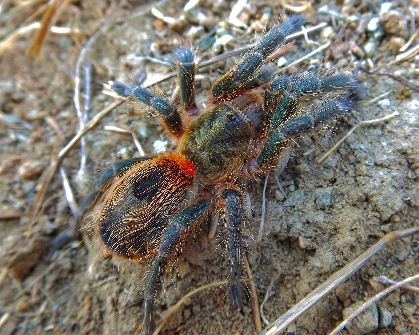 Euathlus smaragd tiger tarantula side shot in the wild