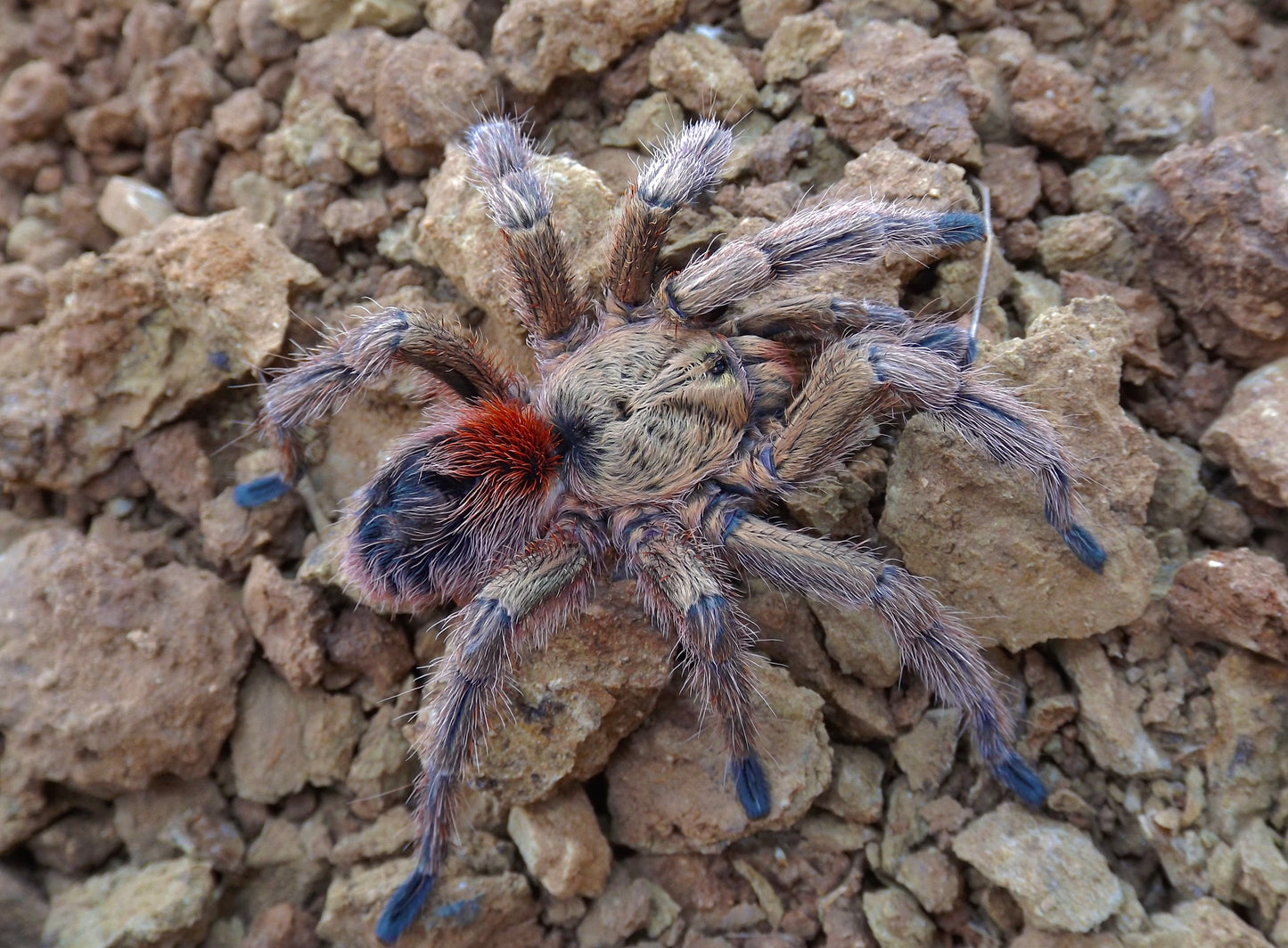 Euathlus manicata gold mature male
