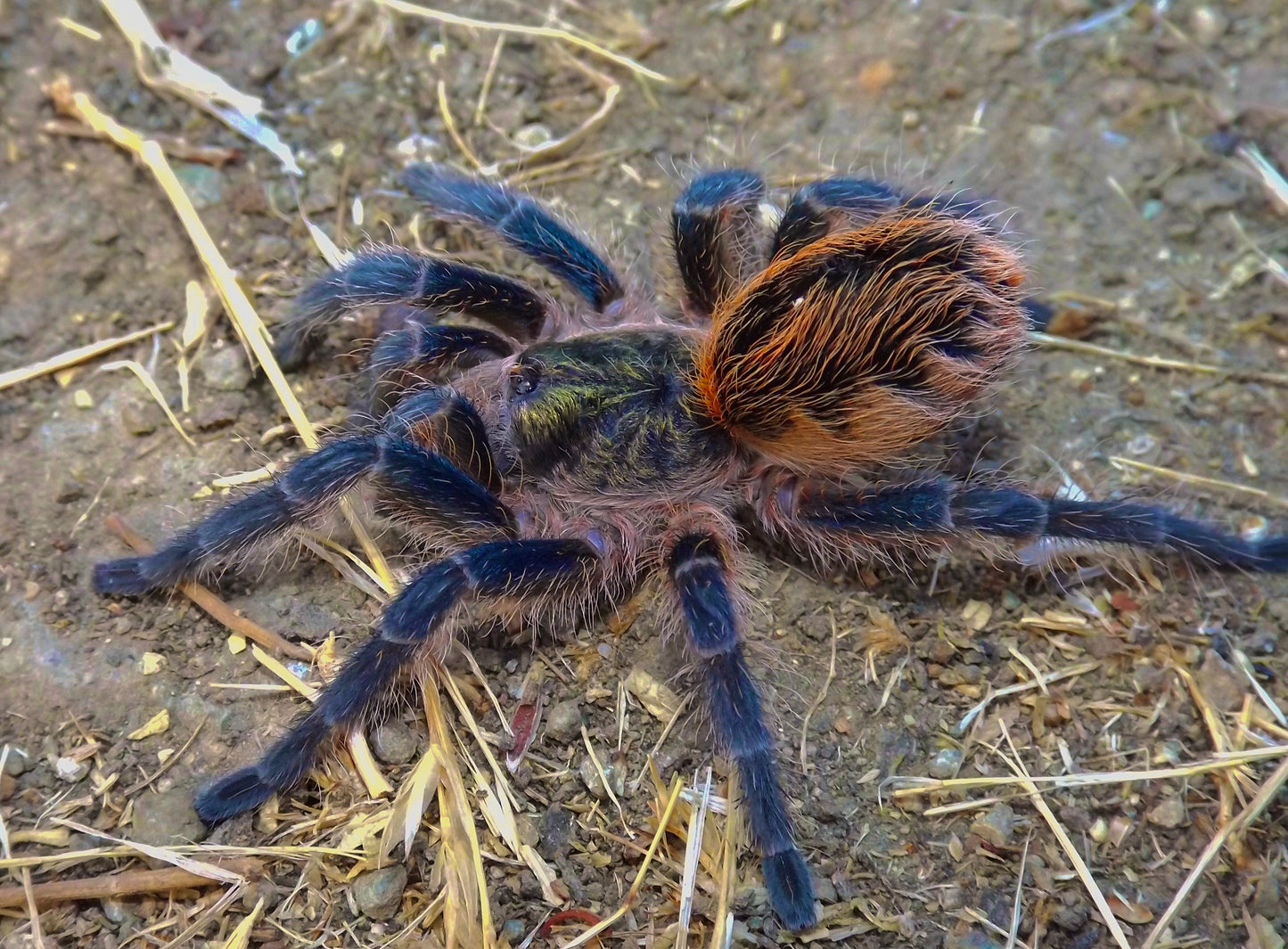 Euathlus Tiger Azul Adult female for sale