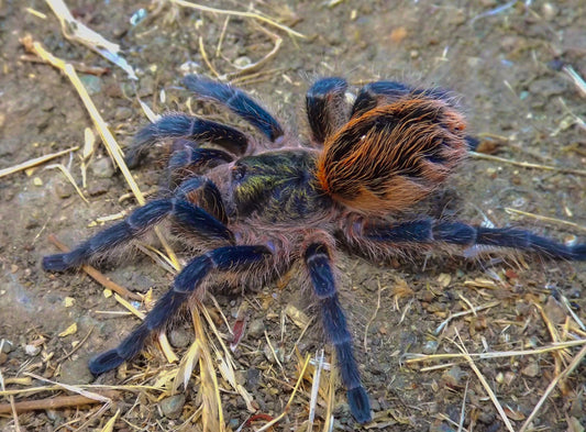 Euathlus Tiger Azul Adult female for sale