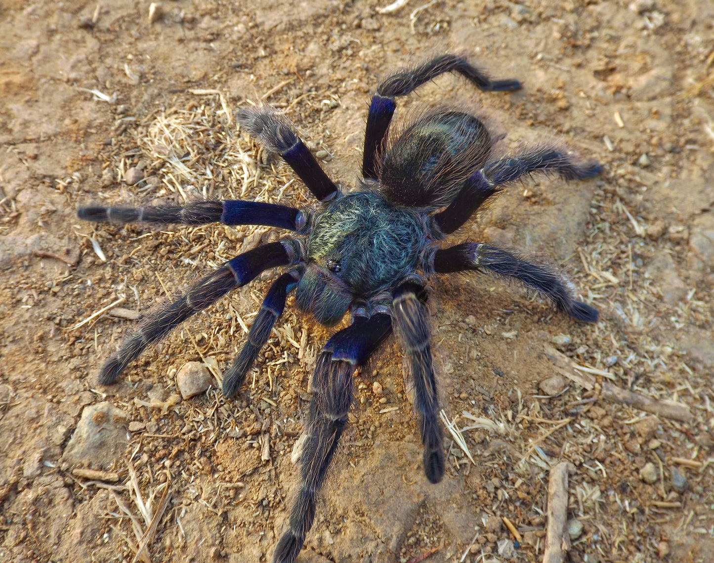 Euathlus truculentus 3 inch female tarantula in the wild