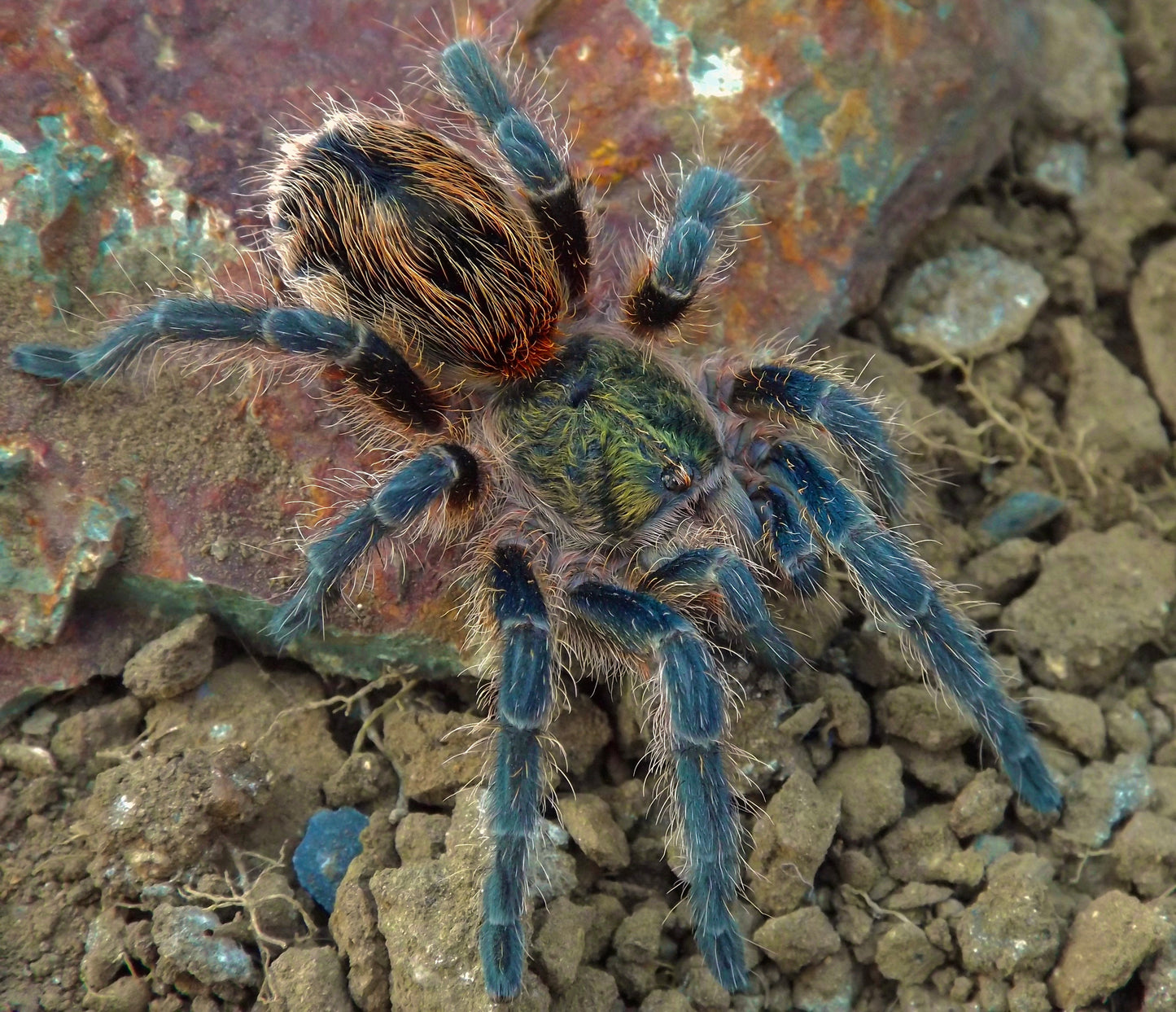 Euathlus smaragd tiger - Chilean emerald tiger adult female tarantula for sale