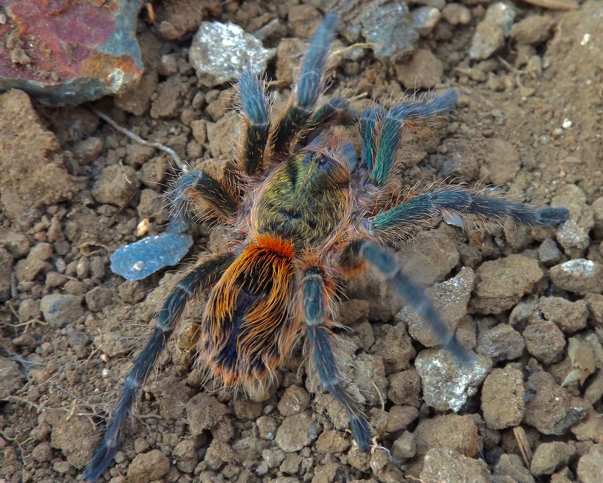 Euathlus smaragd tiger adult female front side top view full grown female