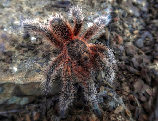 Euathlus sp. Andes - Chilean Pink Mist Tarantula for sale