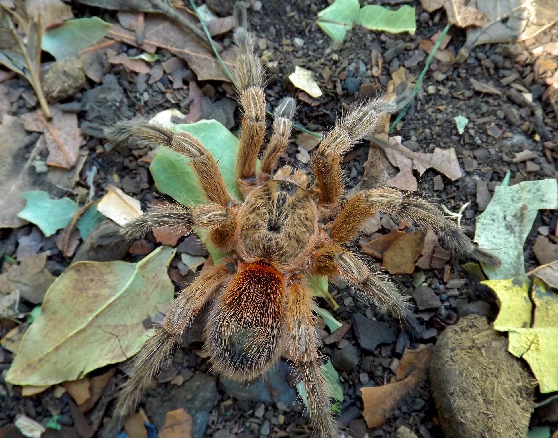 Euathlus manicata gold adult female in the wild! Full grown adult female