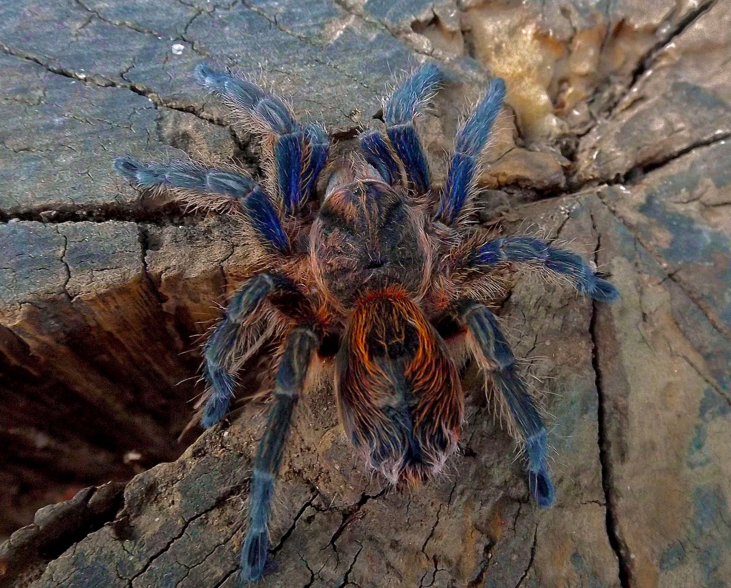 Euathlus sp. Tiger Azul For sale! - backside adult female