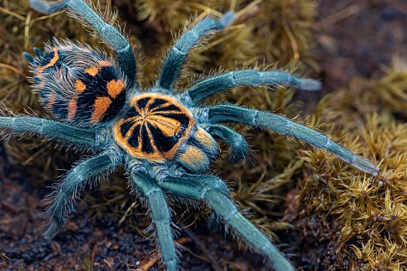 Theraphosidae sp. Yasuni - Ecuadorian Crowned Beauty - Adult female for sale close up HD