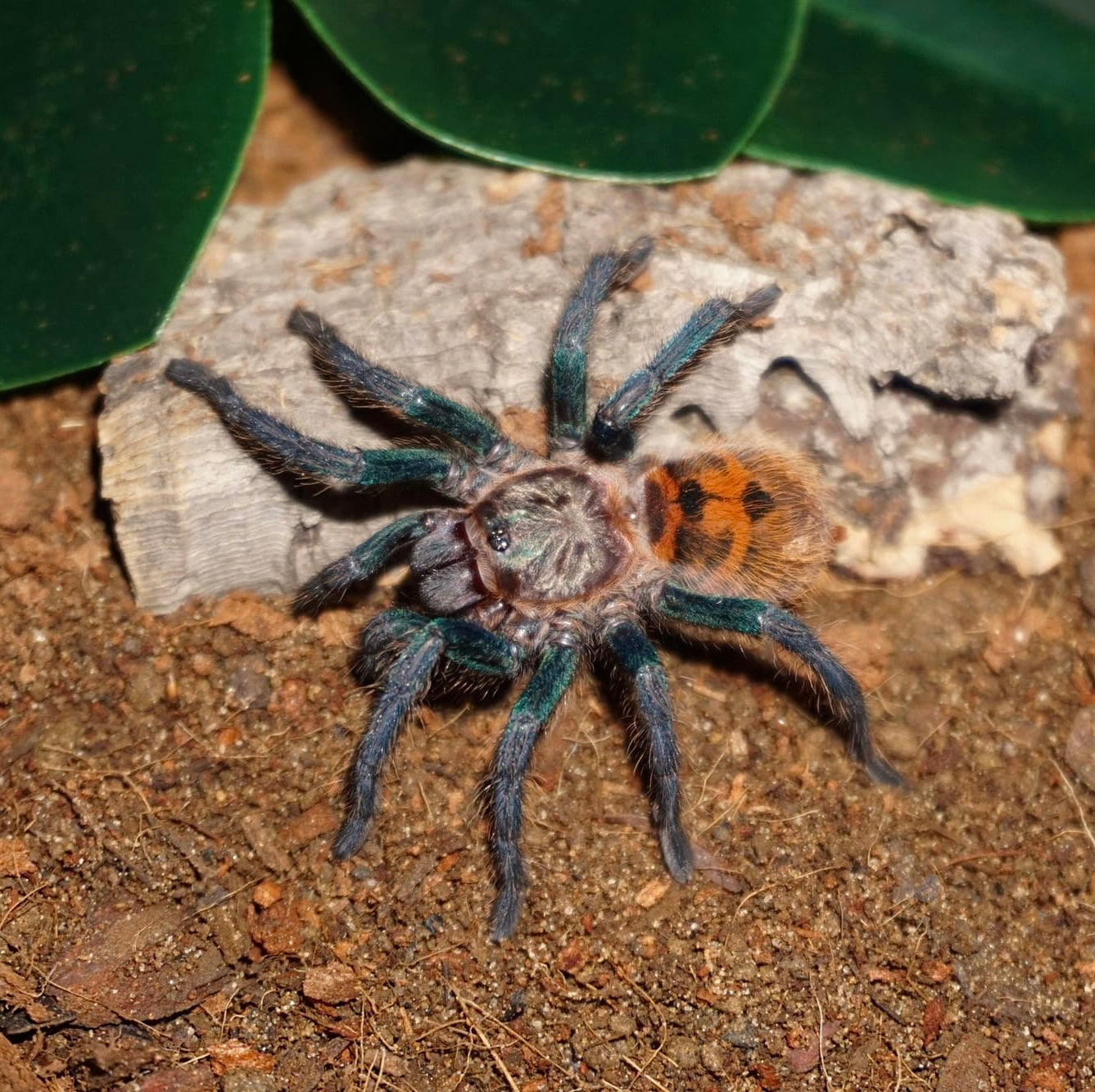 Green Bottle Blue - Chromatopelma cyaneopubescens - Female For Sale
