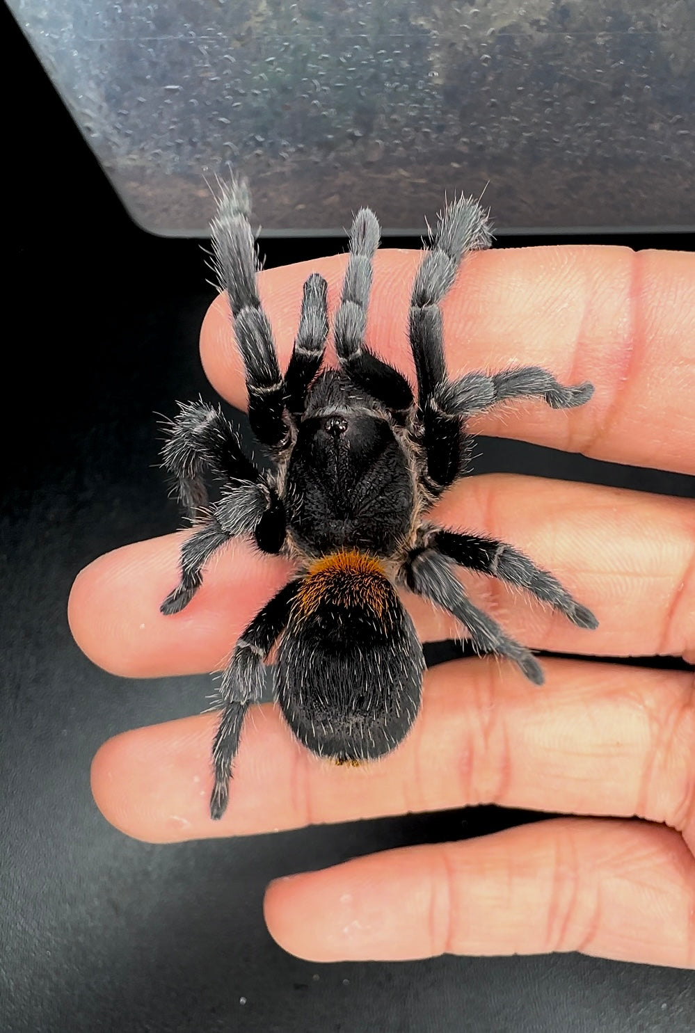 Hoemmeoma chilensis- Chilean Flame Rump tarantula full size on fingers