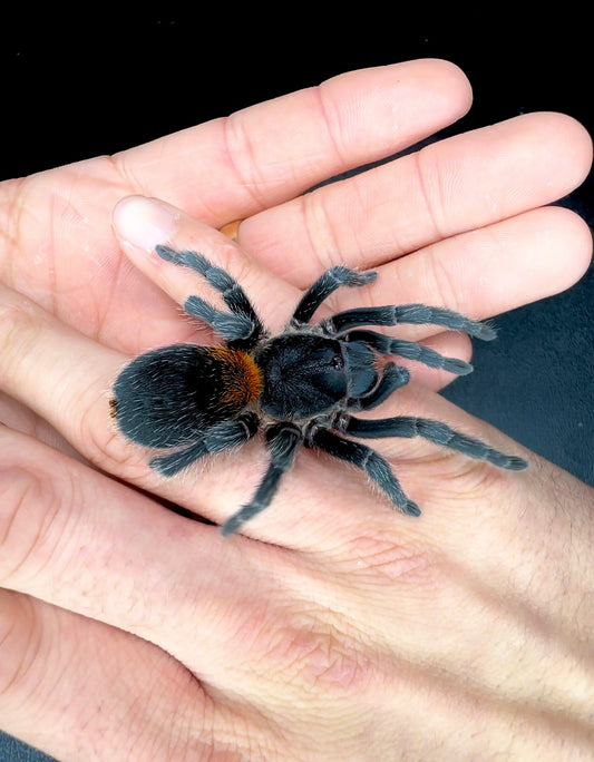Hoemeomma chilensis - Chilean Flame Rump Tarantula for sale