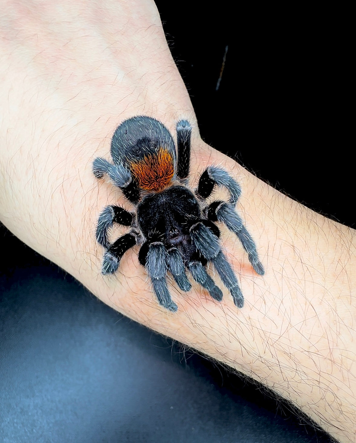 Chilean flame rump tarantula up close on hand full size