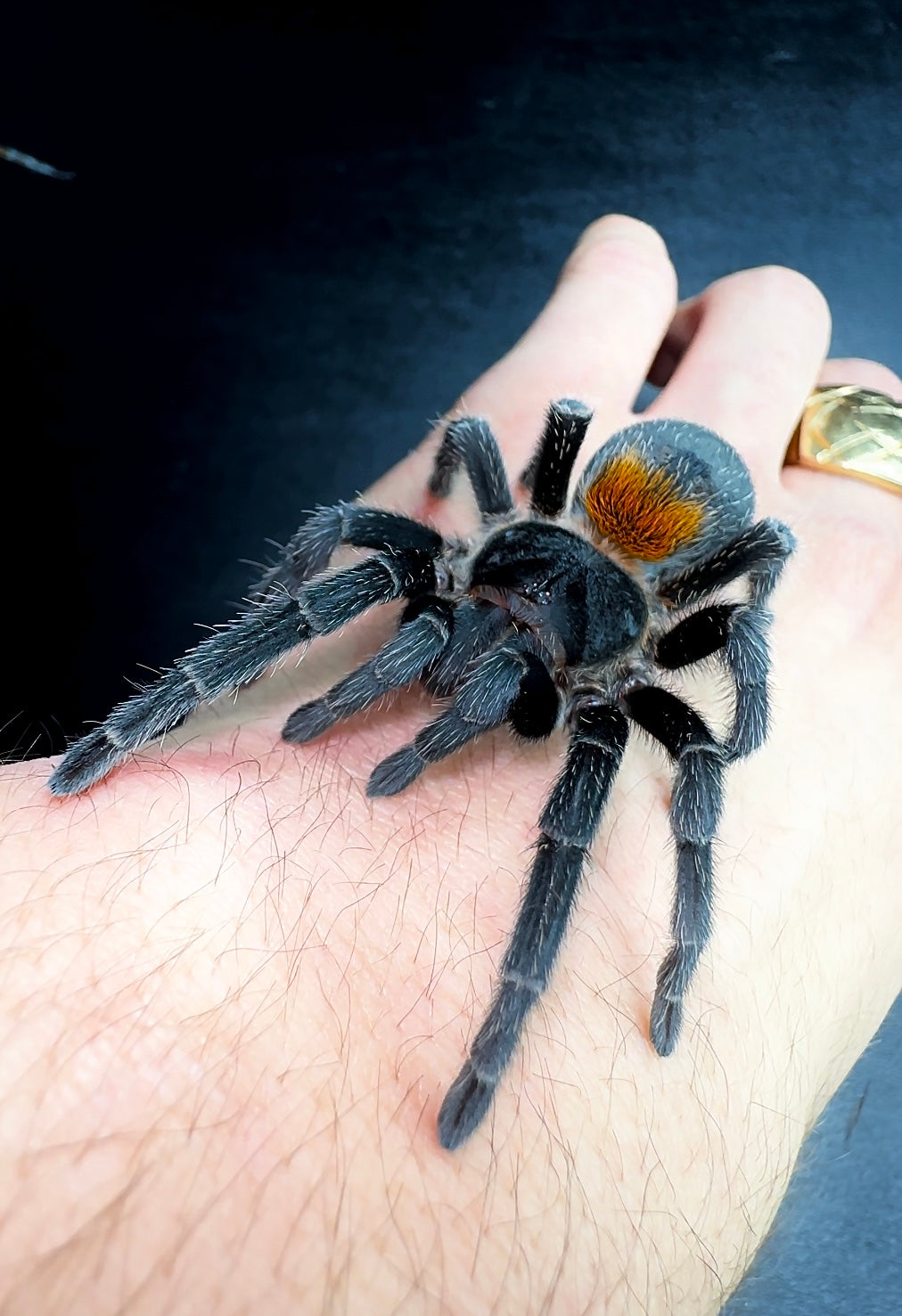 Hoemeomma chilensis on hand size comparison front view