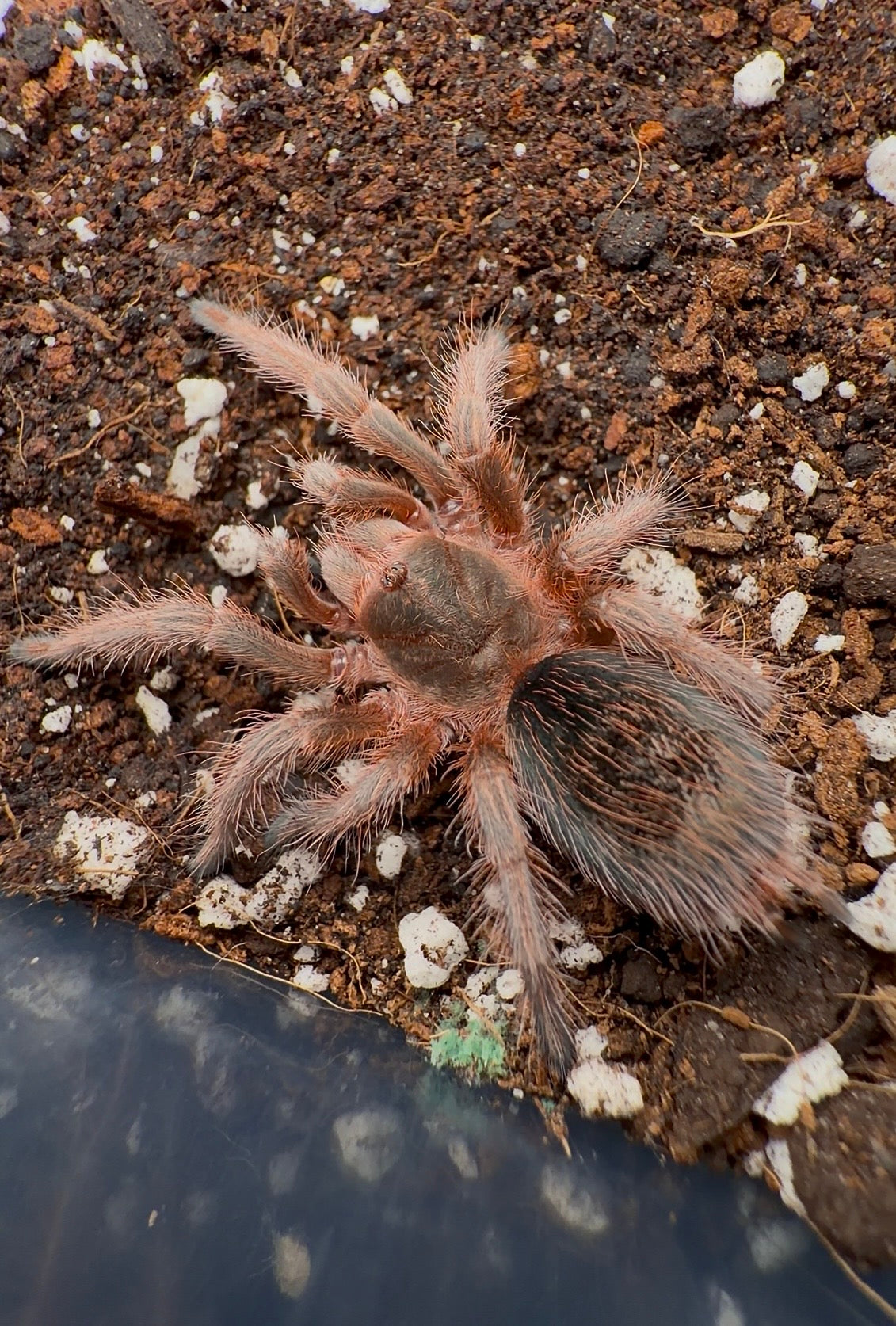 🎁 FREE With Orders $1500+ - Grammostola rosea RCF - Confirmed Female