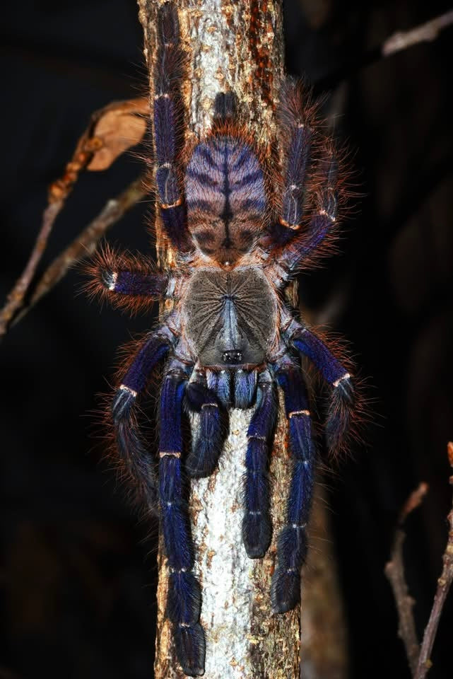 Phormingochilus sp. Sabah Blue – Sabah Blue Earth Tiger - Female For Sale