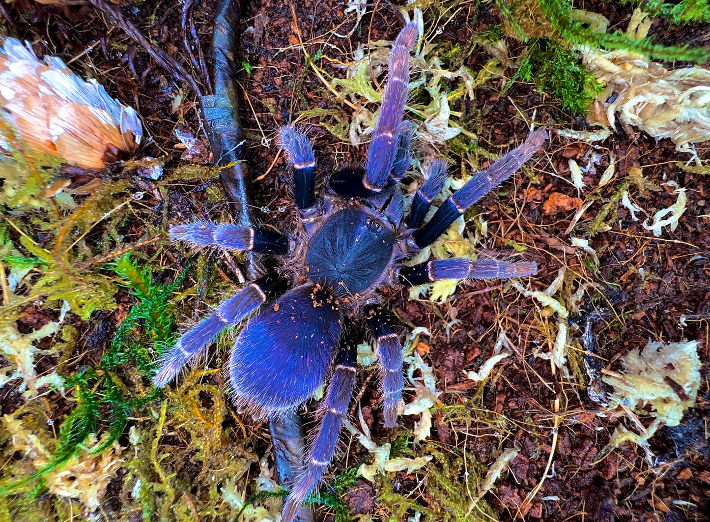 Psednocnemis brachyramosa - Malaysian Shiny Blue - Pregnant Adult Female