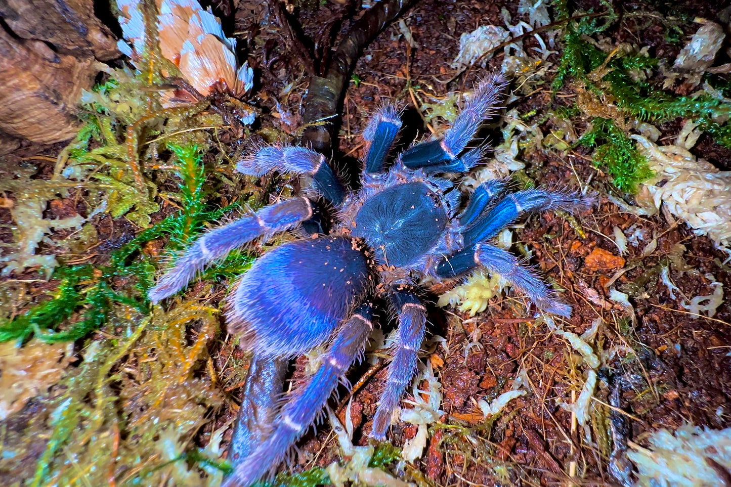 Psednocnemis brachyramosa - Malaysian Shiny Blue - Pregnant Adult Female