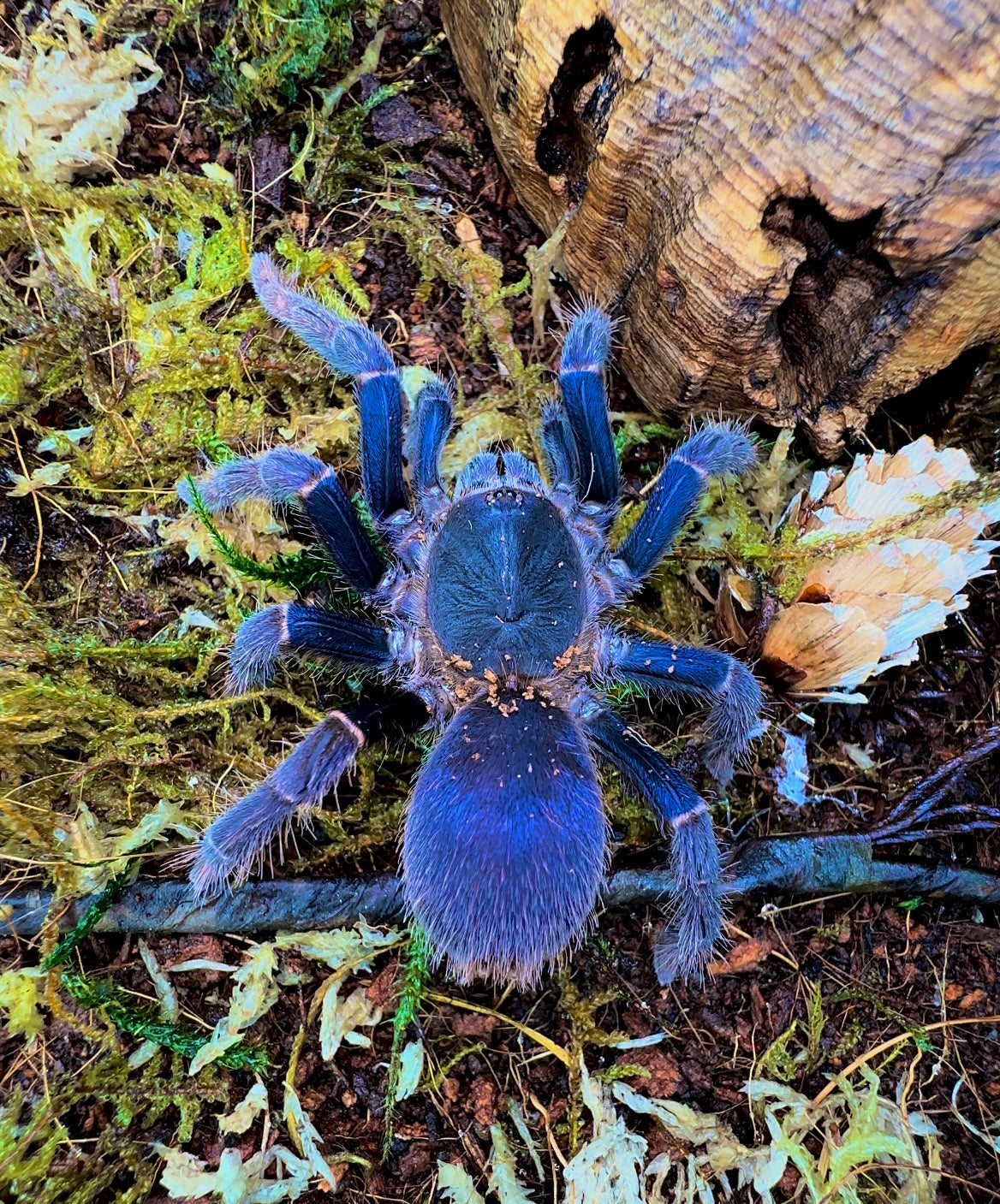 Psednocnemis brachyramosa - Malaysian Shiny Blue - Pregnant Adult Female