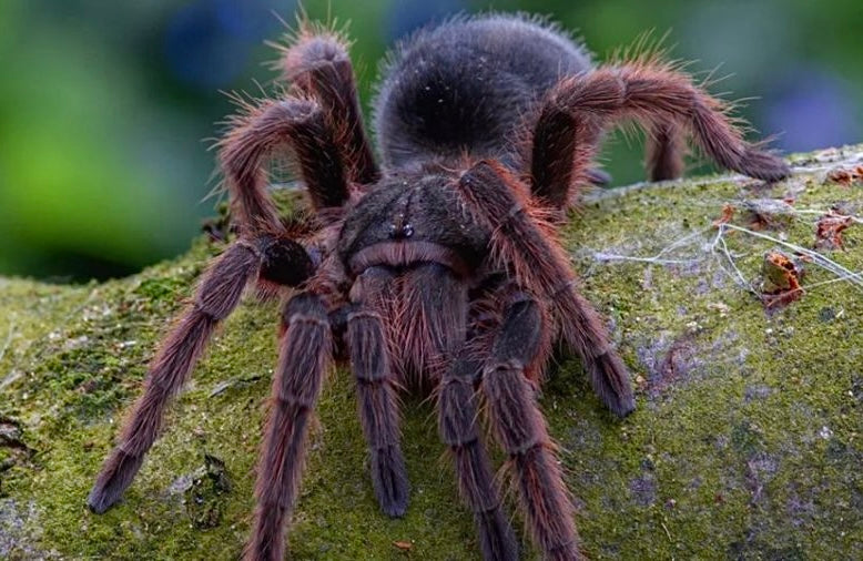 Grammostola anthracina – Tawny Red Bird Eater - 1.1 Pair For Sale!