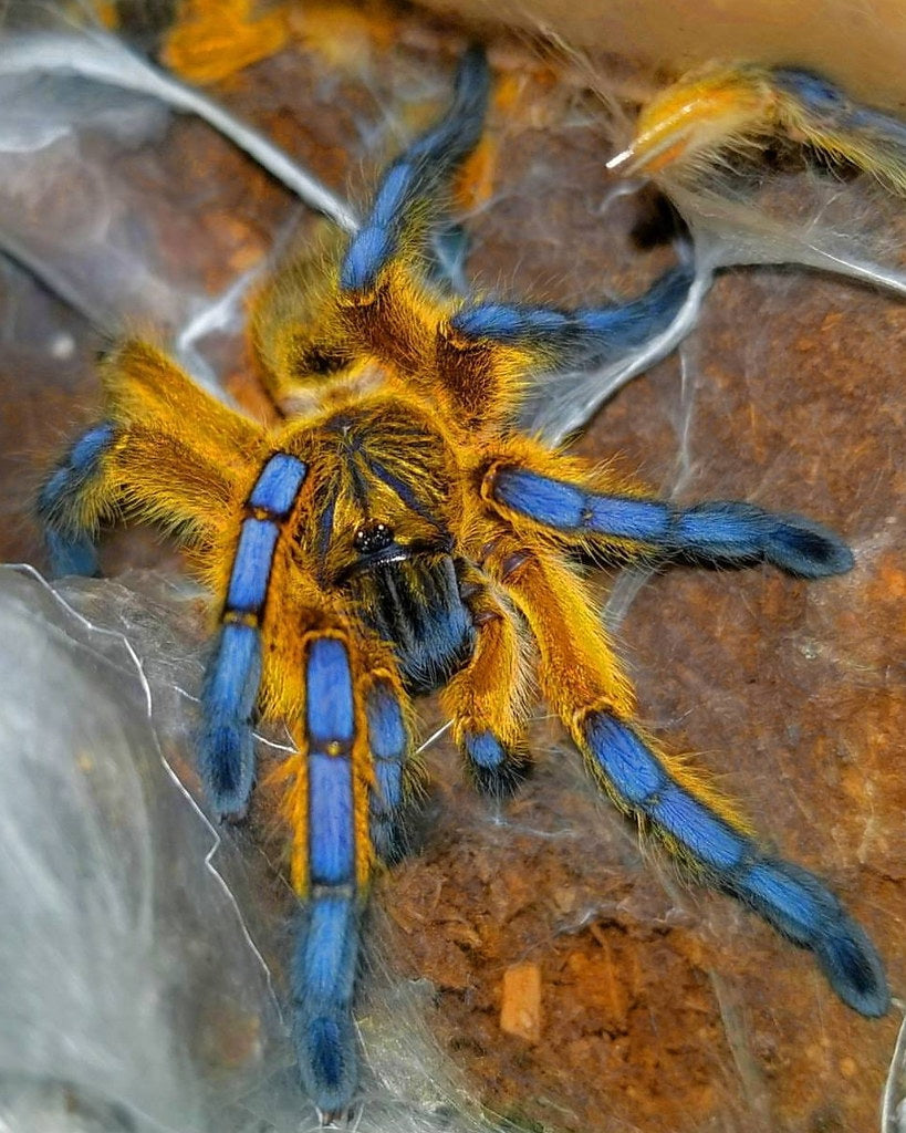 Harpactira pulchripes - Golden Blue Legged Baboon - For Sale!