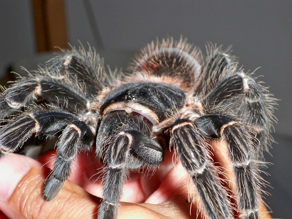 Lasiodora parahybana – Salmon Pink Bird Eater - Female For Sale