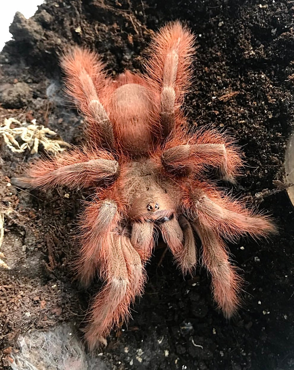 Nhandu tripepi – Strawberry Blonde Bird Eater - In Stock!