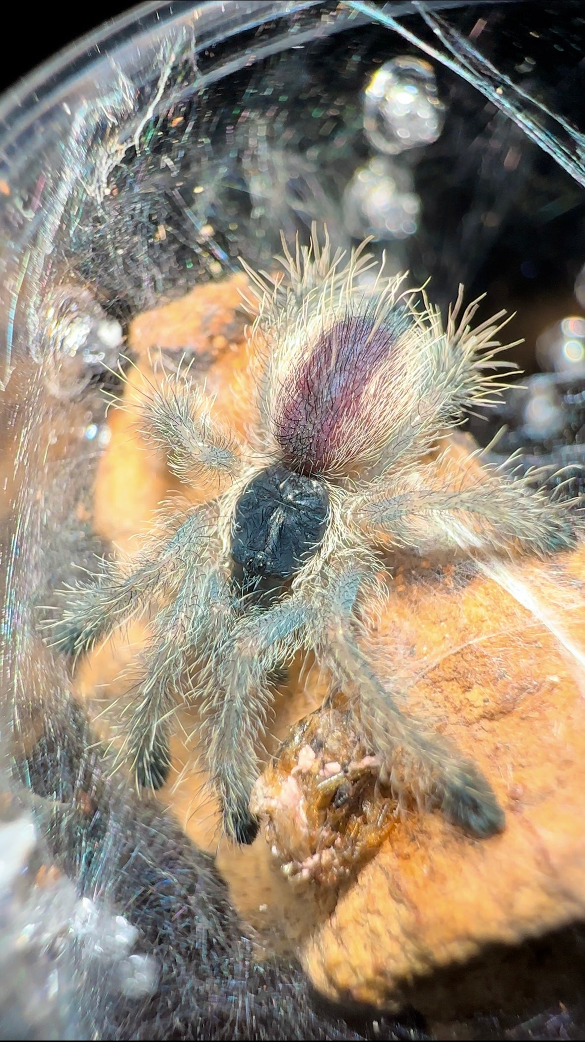 Avicularia hirschii sling for sale (baby)