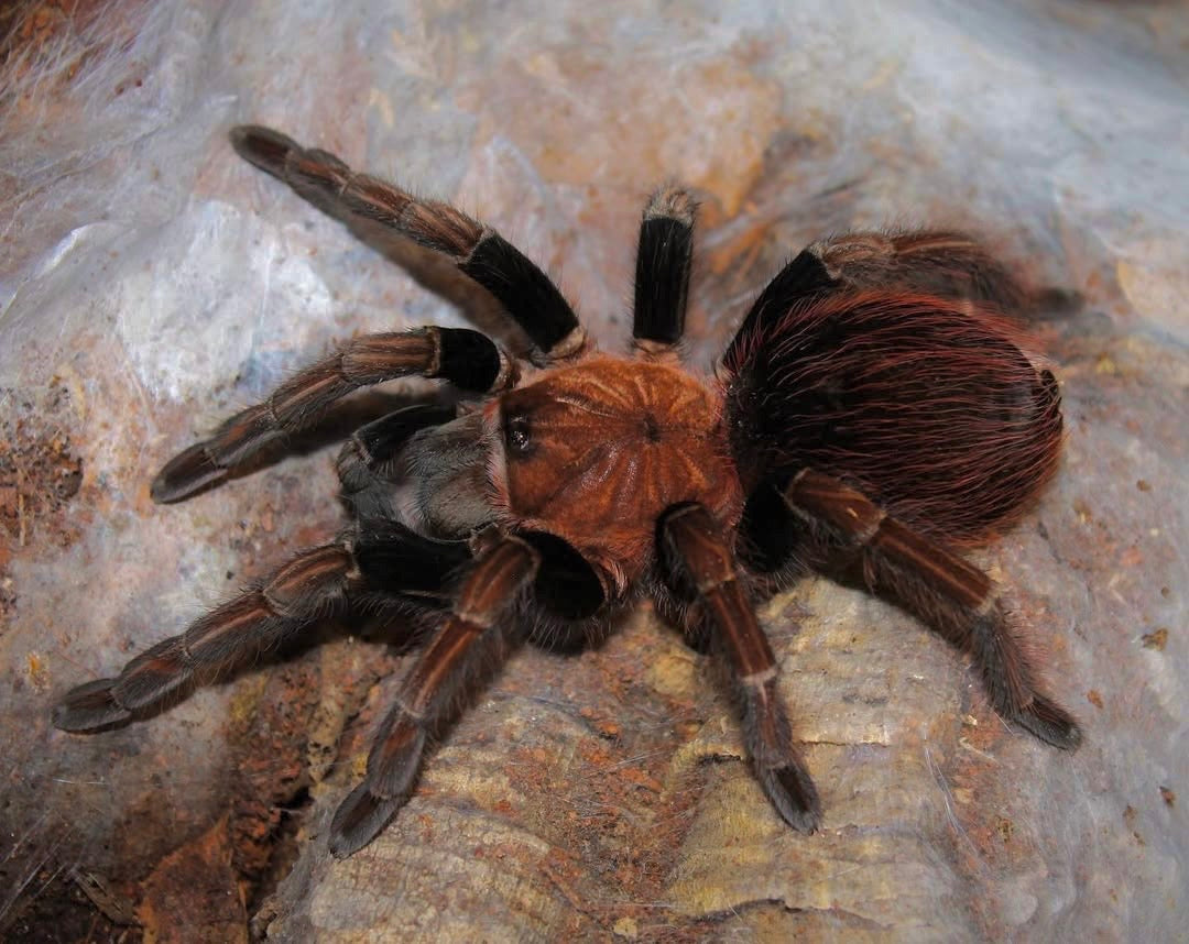 Sericopelma sp. Santa Catalina - The Velvety Orange Bird-Eater - Female