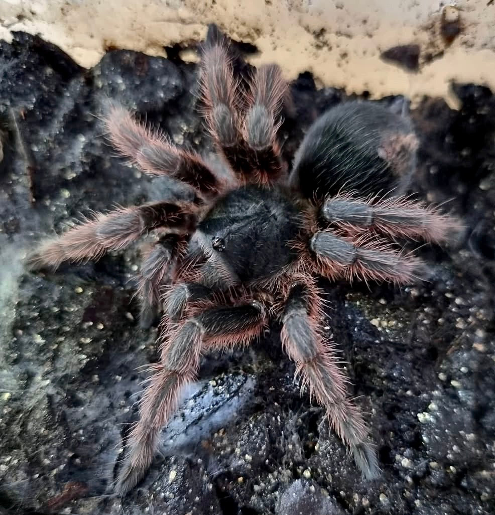 Grammostola anthracina – Tawny Red Bird Eater - 1.1 Pair For Sale!