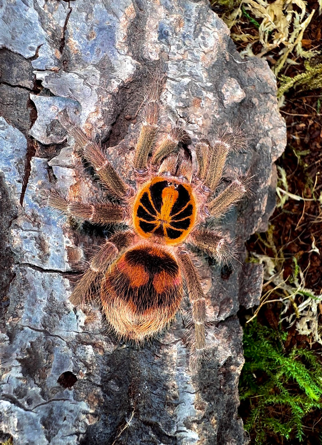Theraphosidae sp. kolumbia tarantula (Columbian sun burst tarantula) back side