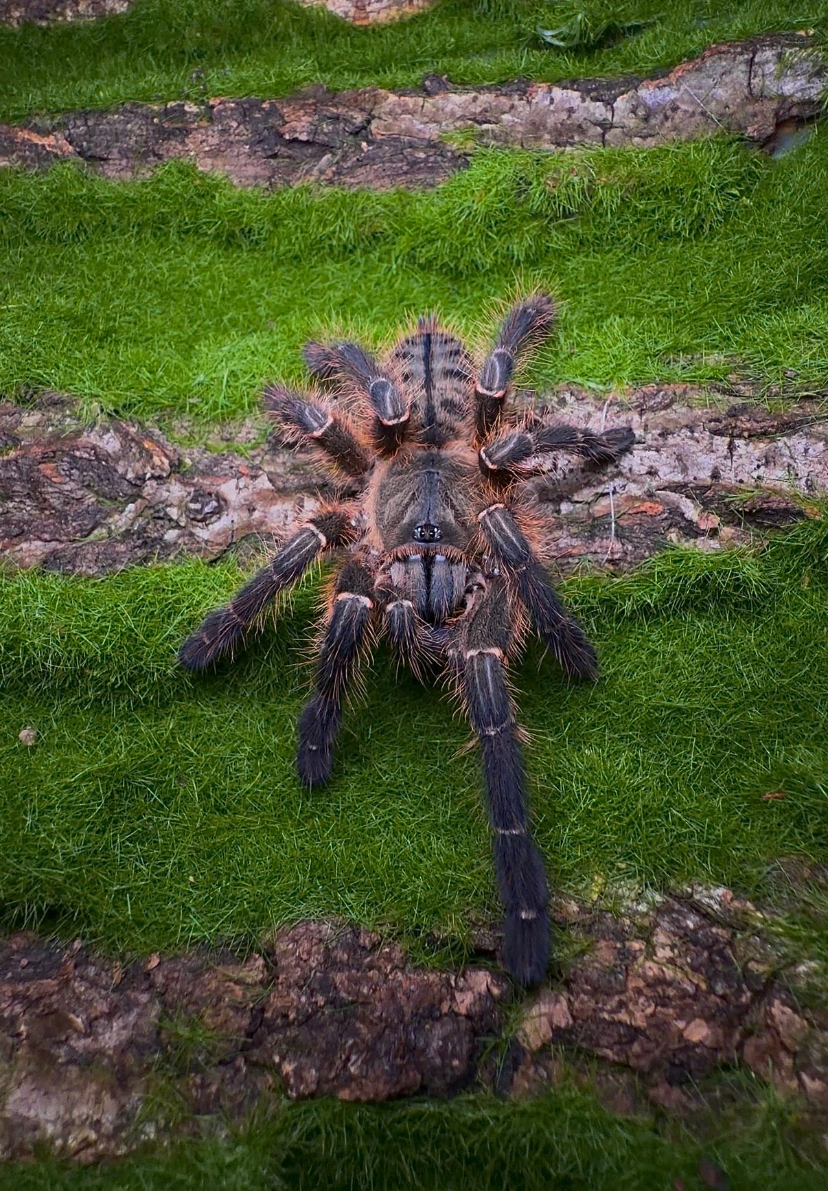 Purple Blaze Tree Spider - Orithoctinae sp. Phan Cay Red - For sale - FEMALE