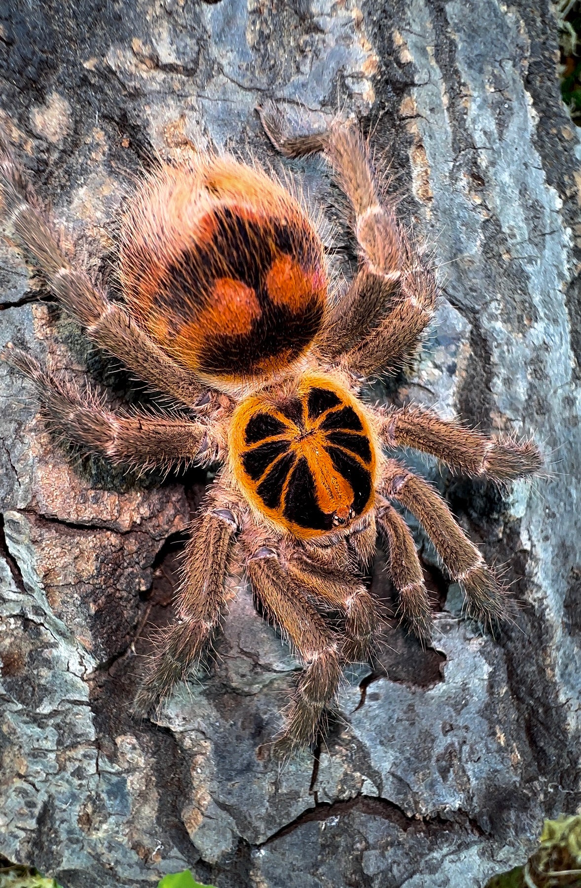 Theraphosidae sp. Kolumbia Adult female tarantula for sale side shot