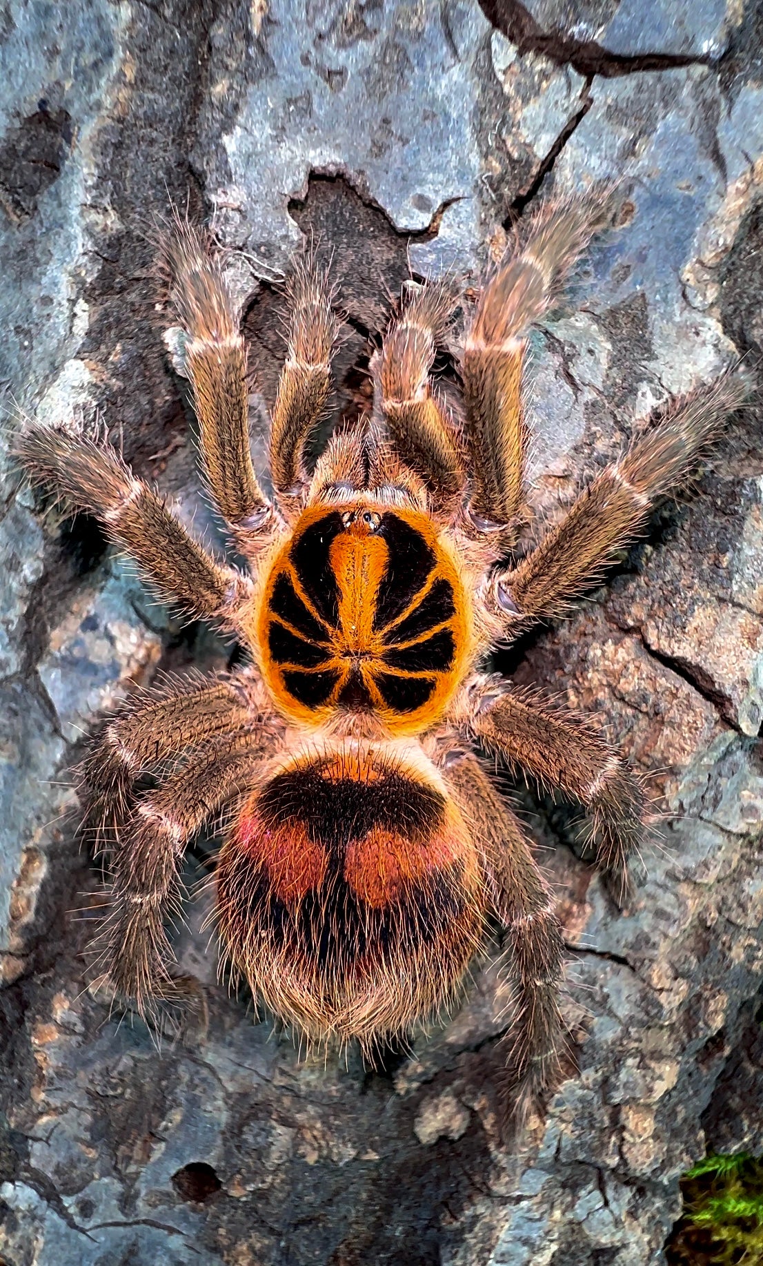 Theraphosidae sp. Kolumbia Adult Female Tarantula close up detail