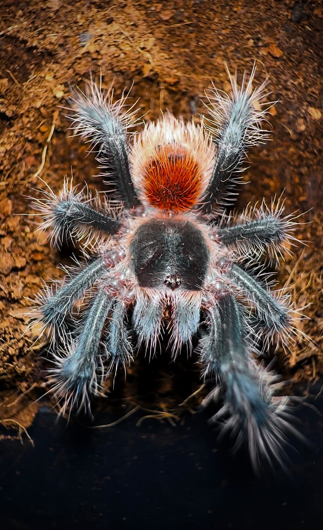 Grammostola iheringi - Brazilian Black and Red - In STOCK!