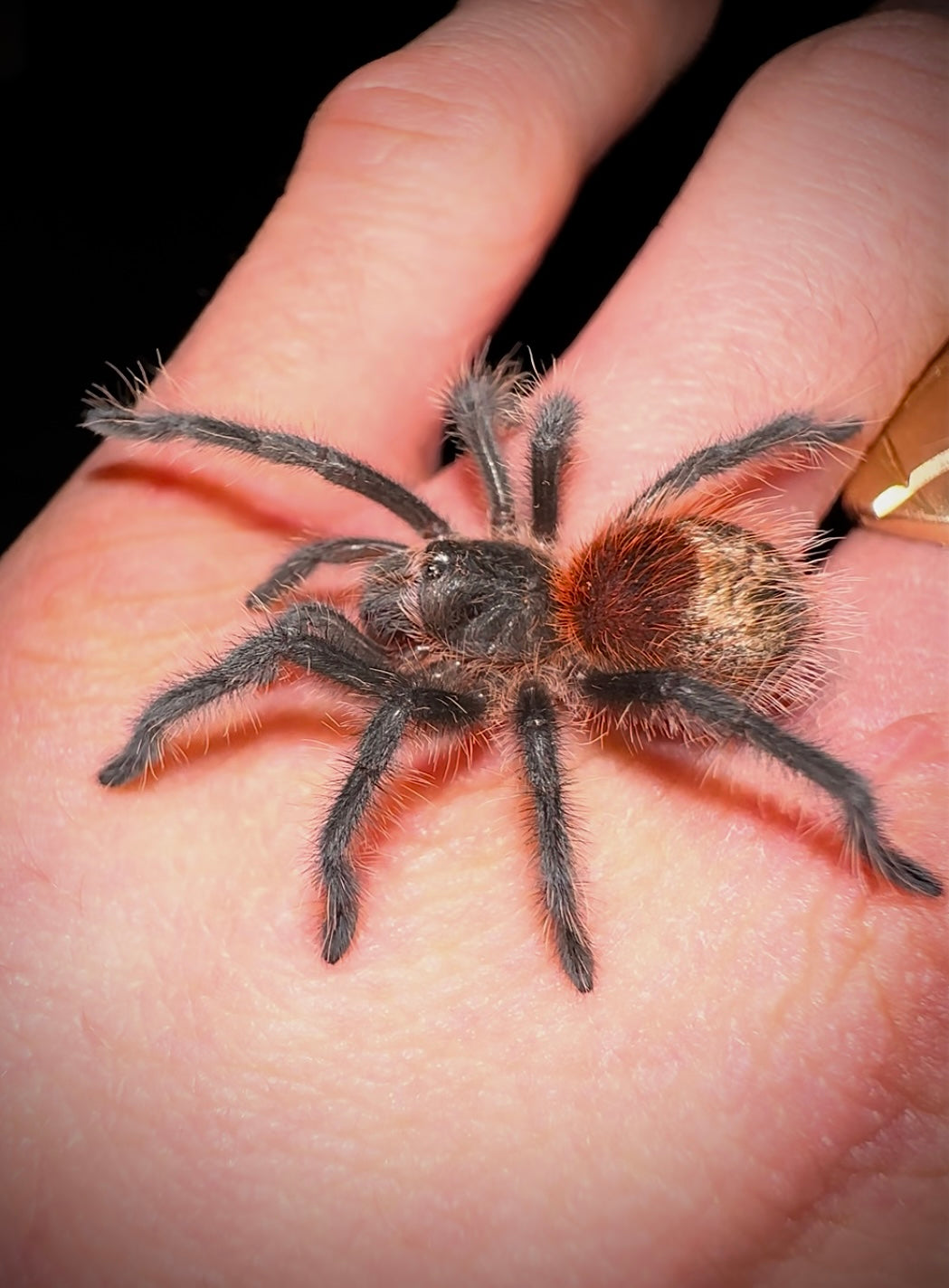 Grammostola actaeon - Velvet Black Bird Eater - Back in STOCK!