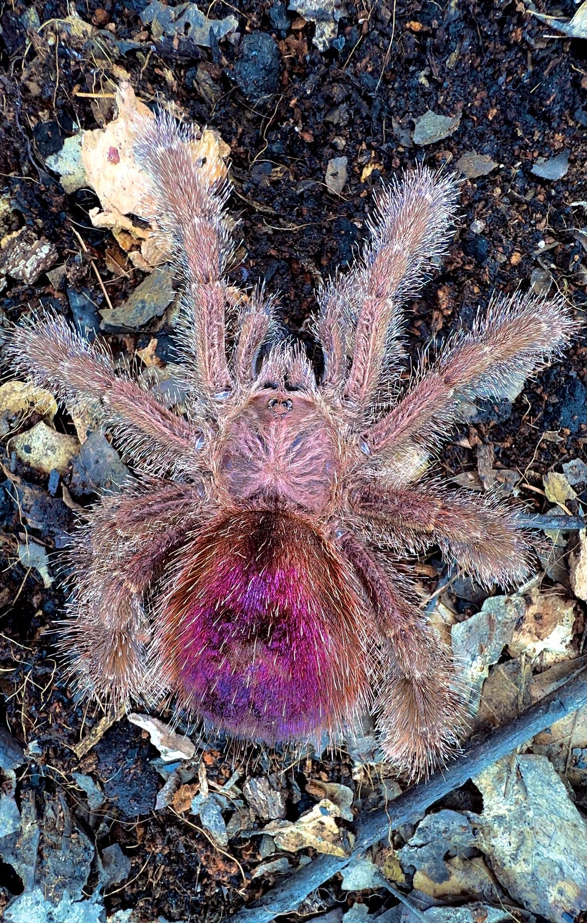 Goliath Fuzzy Pink Toe (Avicularia Bicegoi Adult female tarantula for sale) back side