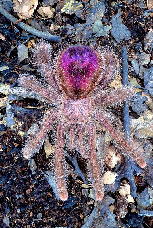 Avicularia Bicegoi (Goliath Fuzzy Pink Toe Tarantula) Adult female front side