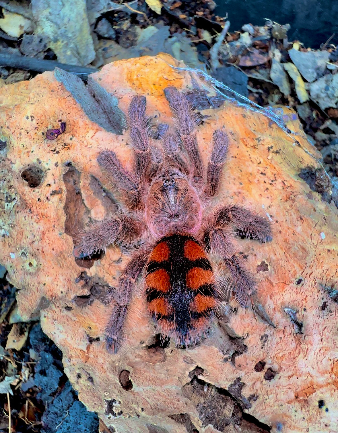 Tiger flame pinktoe Avicularia minatrix adult size