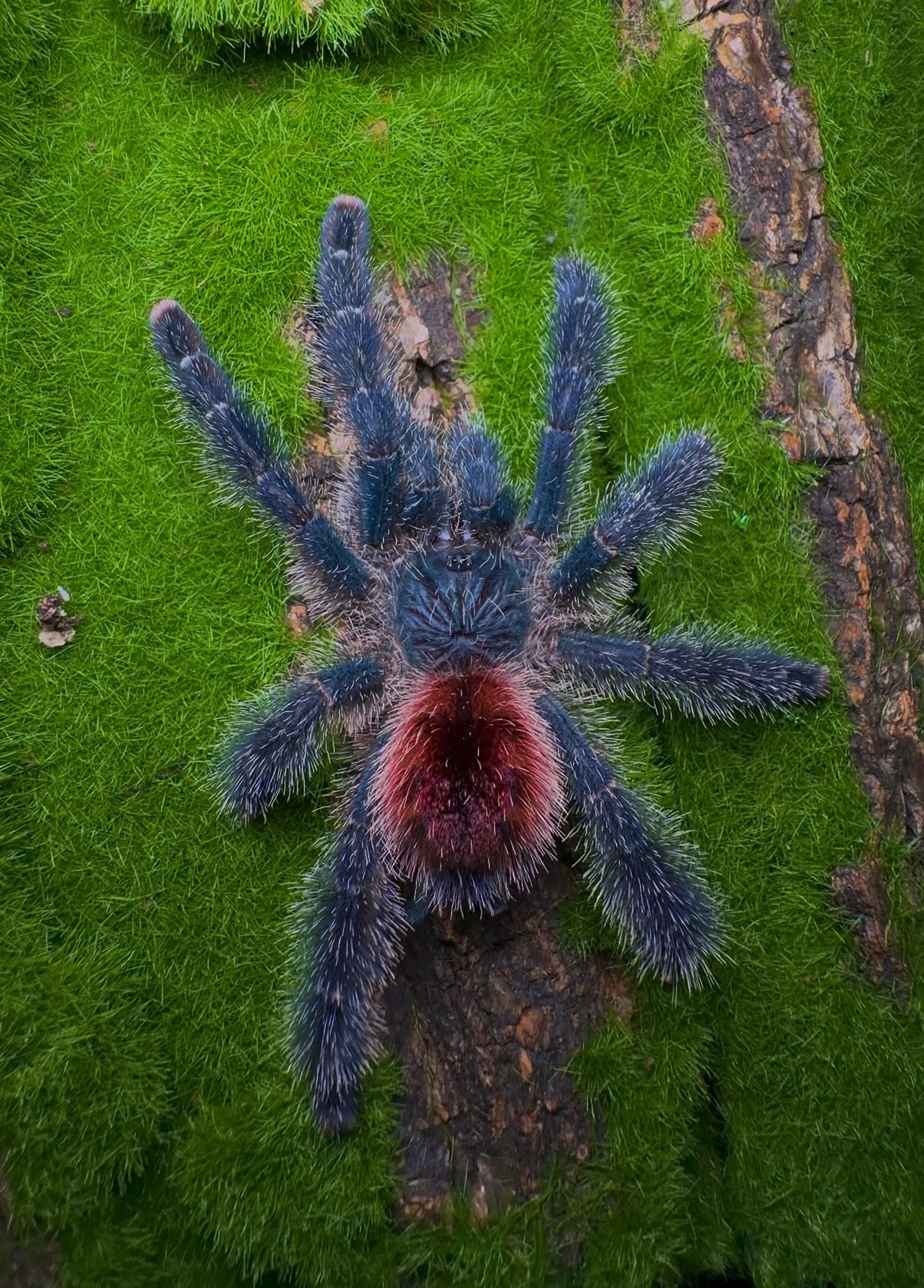 Avicularia variegata - Giant Blue/Red Grizzled PinkToe - For Sale! - In Stock!
