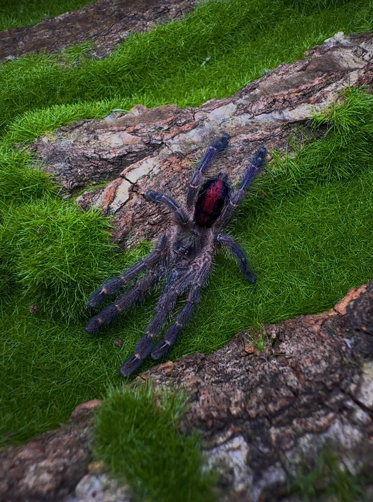 Purple tarantula with red strip on its abomen on a green grass background - Ybropora gamba
