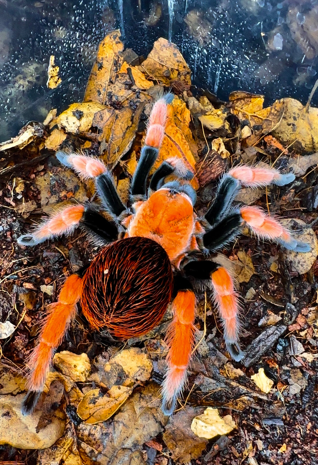 Full grown Mexican Blood Leg Tarantula - Aphonopelma Bicoloratum Adult Female