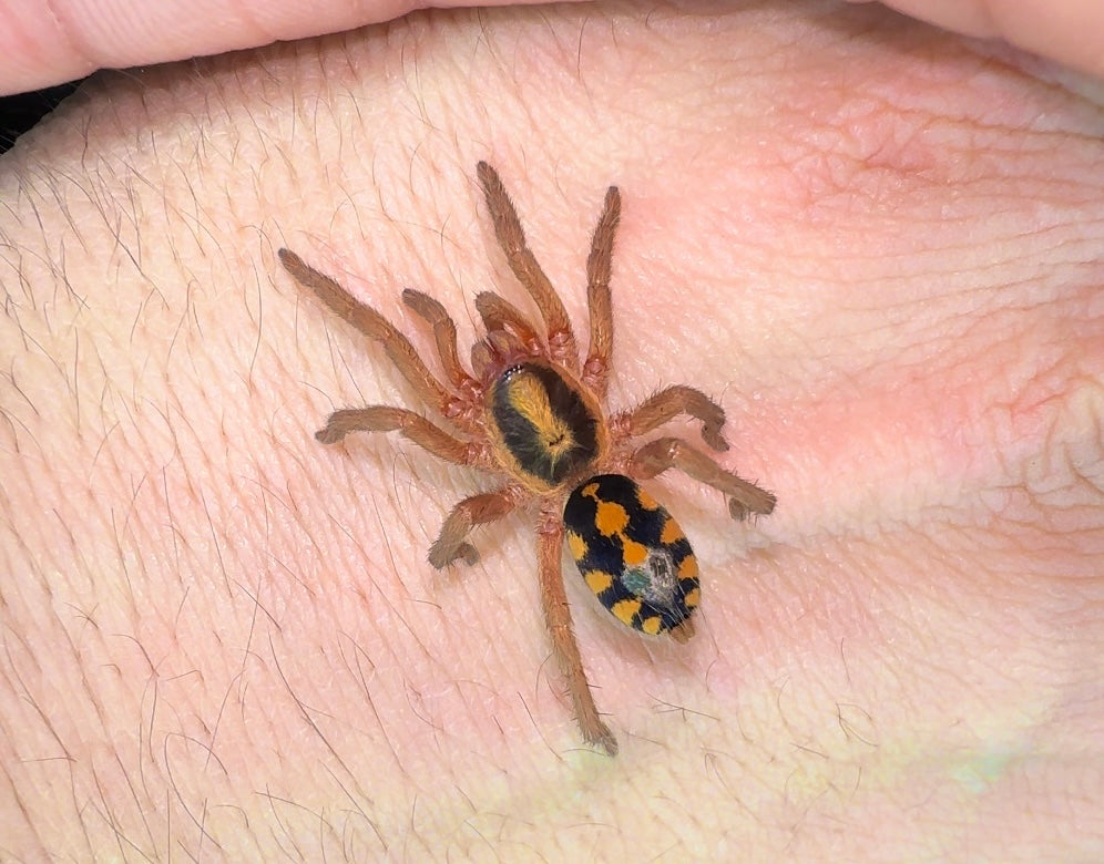 Hapalopus formosus - Pumpkin Patch LRG - Young Adult Female!