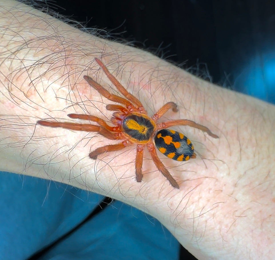 Hapalopus formosus - Pumpkin Patch LRG - Young Adult Female!