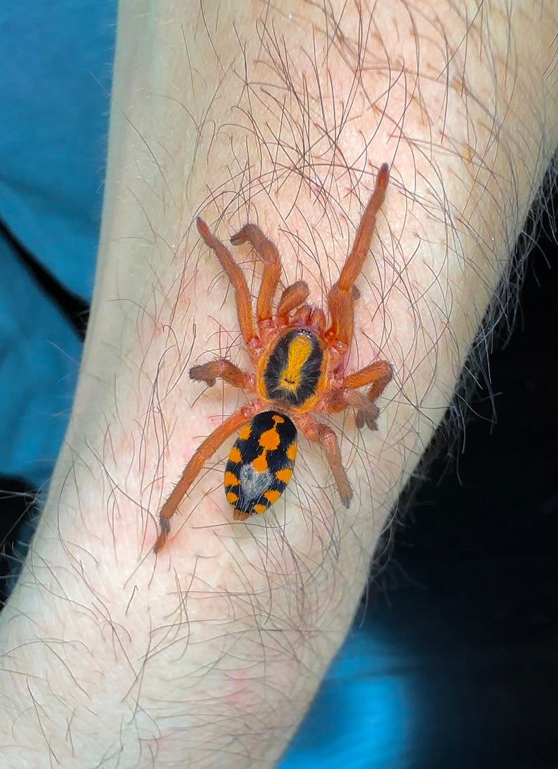 Hapalopus formosus - Pumpkin Patch LRG - Young Adult Female!