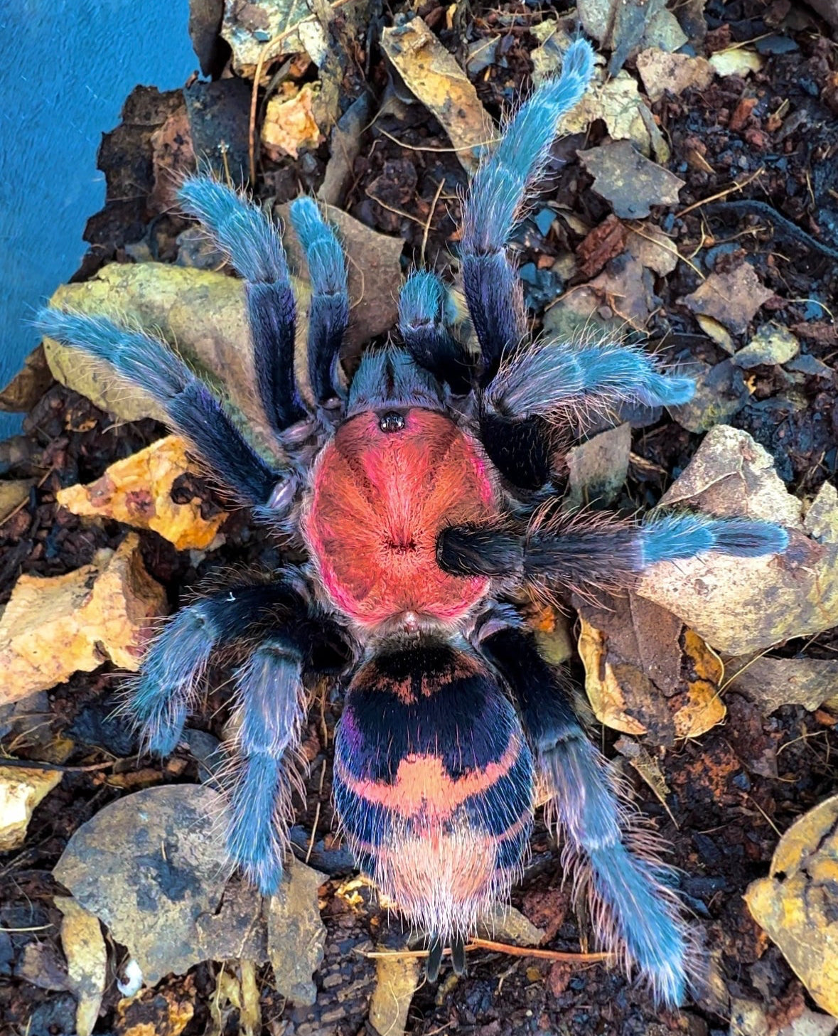 Davus pentaloris tarantula adult female full size