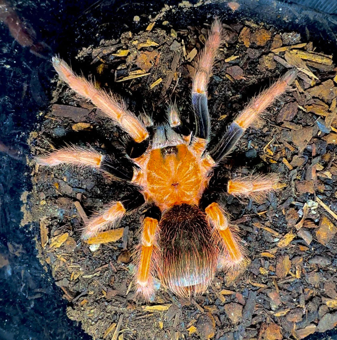 Velvety orange bird eater Sericolpelma sp. Santa Catalina tarantula adult female for sale